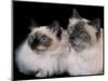 Two Birman Cats Showing Deep Blue Eyes-Adriano Bacchella-Mounted Photographic Print
