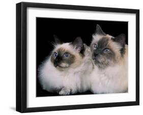 Two Birman Cats Showing Deep Blue Eyes-Adriano Bacchella-Framed Photographic Print