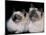 Two Birman Cats Showing Deep Blue Eyes-Adriano Bacchella-Mounted Photographic Print
