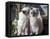 Two Birman Cats Sitting on Furniture, Interacting-Adriano Bacchella-Framed Stretched Canvas