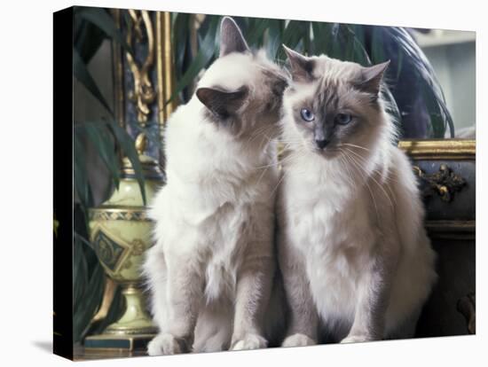 Two Birman Cats Sitting on Furniture, Interacting-Adriano Bacchella-Stretched Canvas