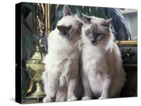 Two Birman Cats Sitting on Furniture, Interacting-Adriano Bacchella-Stretched Canvas