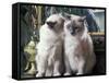 Two Birman Cats Sitting on Furniture, Interacting-Adriano Bacchella-Framed Stretched Canvas