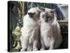 Two Birman Cats Sitting on Furniture, Interacting-Adriano Bacchella-Stretched Canvas