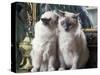 Two Birman Cats Sitting on Furniture, Interacting-Adriano Bacchella-Stretched Canvas
