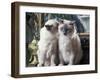 Two Birman Cats Sitting on Furniture, Interacting-Adriano Bacchella-Framed Photographic Print