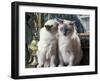 Two Birman Cats Sitting on Furniture, Interacting-Adriano Bacchella-Framed Photographic Print