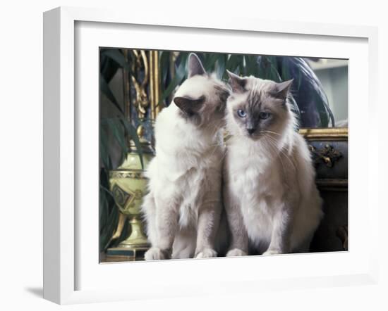 Two Birman Cats Sitting on Furniture, Interacting-Adriano Bacchella-Framed Photographic Print