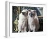 Two Birman Cats Sitting on Furniture, Interacting-Adriano Bacchella-Framed Photographic Print