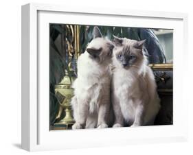 Two Birman Cats Sitting on Furniture, Interacting-Adriano Bacchella-Framed Photographic Print