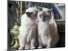 Two Birman Cats Sitting on Furniture, Interacting-Adriano Bacchella-Mounted Photographic Print