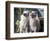 Two Birman Cats Sitting on Furniture, Interacting-Adriano Bacchella-Framed Photographic Print