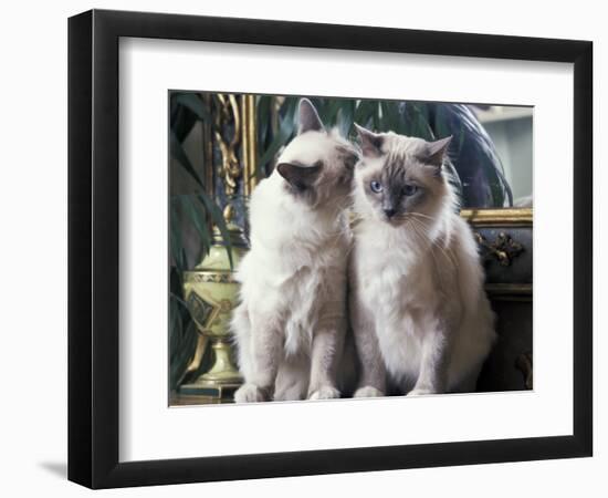 Two Birman Cats Sitting on Furniture, Interacting-Adriano Bacchella-Framed Photographic Print