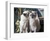 Two Birman Cats Sitting on Furniture, Interacting-Adriano Bacchella-Framed Photographic Print