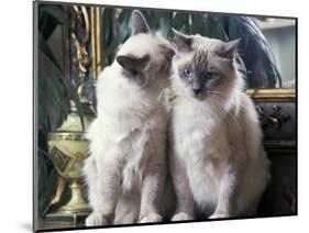Two Birman Cats Sitting on Furniture, Interacting-Adriano Bacchella-Mounted Photographic Print