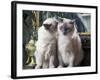 Two Birman Cats Sitting on Furniture, Interacting-Adriano Bacchella-Framed Photographic Print