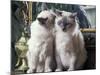 Two Birman Cats Sitting on Furniture, Interacting-Adriano Bacchella-Mounted Photographic Print