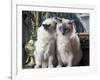 Two Birman Cats Sitting on Furniture, Interacting-Adriano Bacchella-Framed Photographic Print