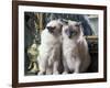 Two Birman Cats Sitting on Furniture, Interacting-Adriano Bacchella-Framed Photographic Print