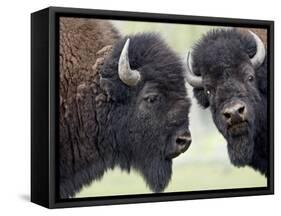 Two Bison Bulls Facing Off, Yellowstone National Park, Wyoming, USA-James Hager-Framed Stretched Canvas