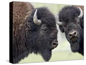 Two Bison Bulls Facing Off, Yellowstone National Park, Wyoming, USA-James Hager-Stretched Canvas