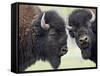 Two Bison Bulls Facing Off, Yellowstone National Park, Wyoming, USA-James Hager-Framed Stretched Canvas
