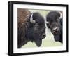 Two Bison Bulls Facing Off, Yellowstone National Park, Wyoming, USA-James Hager-Framed Photographic Print