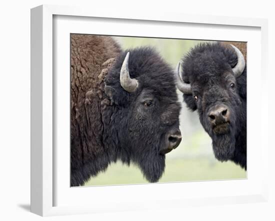 Two Bison Bulls Facing Off, Yellowstone National Park, Wyoming, USA-James Hager-Framed Photographic Print