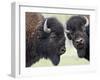 Two Bison Bulls Facing Off, Yellowstone National Park, Wyoming, USA-James Hager-Framed Photographic Print