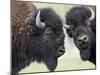 Two Bison Bulls Facing Off, Yellowstone National Park, Wyoming, USA-James Hager-Mounted Photographic Print