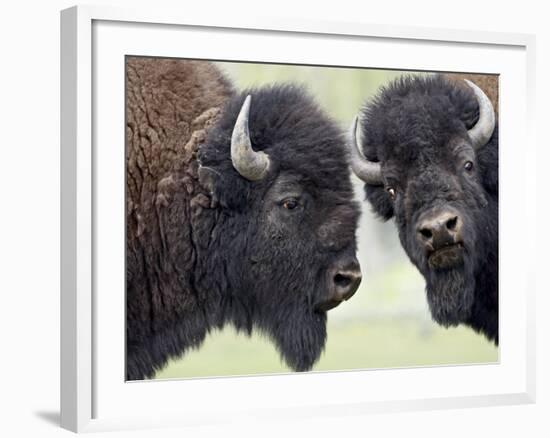 Two Bison Bulls Facing Off, Yellowstone National Park, Wyoming, USA-James Hager-Framed Photographic Print