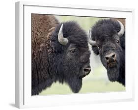 Two Bison Bulls Facing Off, Yellowstone National Park, Wyoming, USA-James Hager-Framed Photographic Print