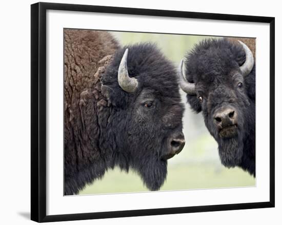 Two Bison Bulls Facing Off, Yellowstone National Park, Wyoming, USA-James Hager-Framed Photographic Print