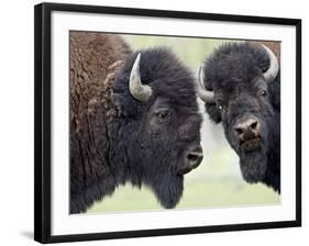 Two Bison Bulls Facing Off, Yellowstone National Park, Wyoming, USA-James Hager-Framed Photographic Print