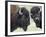 Two Bison Bulls Facing Off, Yellowstone National Park, Wyoming, USA-James Hager-Framed Photographic Print