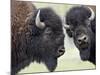 Two Bison Bulls Facing Off, Yellowstone National Park, Wyoming, USA-James Hager-Mounted Photographic Print