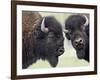 Two Bison Bulls Facing Off, Yellowstone National Park, Wyoming, USA-James Hager-Framed Photographic Print