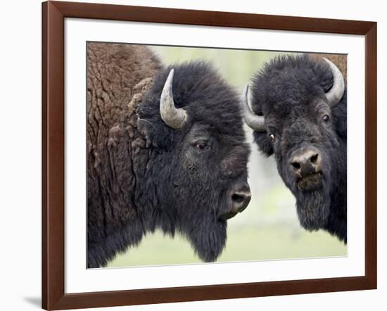 Two Bison Bulls Facing Off, Yellowstone National Park, Wyoming, USA-James Hager-Framed Photographic Print