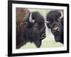 Two Bison Bulls Facing Off, Yellowstone National Park, Wyoming, USA-James Hager-Framed Photographic Print