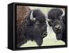 Two Bison Bulls Facing Off, Yellowstone National Park, Wyoming, USA-James Hager-Framed Stretched Canvas