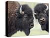 Two Bison Bulls Facing Off, Yellowstone National Park, Wyoming, USA-James Hager-Stretched Canvas