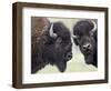 Two Bison Bulls Facing Off, Yellowstone National Park, Wyoming, USA-James Hager-Framed Photographic Print