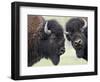 Two Bison Bulls Facing Off, Yellowstone National Park, Wyoming, USA-James Hager-Framed Photographic Print