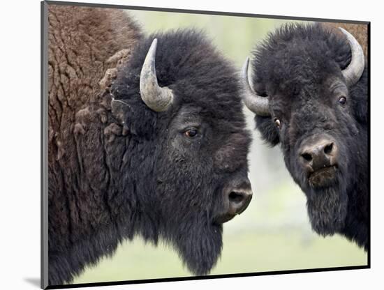 Two Bison Bulls Facing Off, Yellowstone National Park, Wyoming, USA-James Hager-Mounted Photographic Print