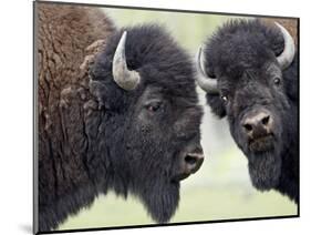 Two Bison Bulls Facing Off, Yellowstone National Park, Wyoming, USA-James Hager-Mounted Photographic Print