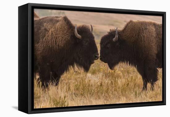 Two Bison Face-To-Face, Custer State Park, South Dakota, USA-Jaynes Gallery-Framed Stretched Canvas