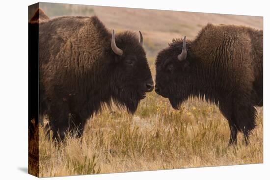 Two Bison Face-To-Face, Custer State Park, South Dakota, USA-Jaynes Gallery-Stretched Canvas