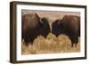 Two Bison Face-To-Face, Custer State Park, South Dakota, USA-Jaynes Gallery-Framed Photographic Print