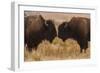 Two Bison Face-To-Face, Custer State Park, South Dakota, USA-Jaynes Gallery-Framed Photographic Print