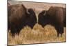 Two Bison Face-To-Face, Custer State Park, South Dakota, USA-Jaynes Gallery-Mounted Photographic Print